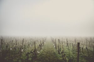 Ideal Wine Company damaged vineyards